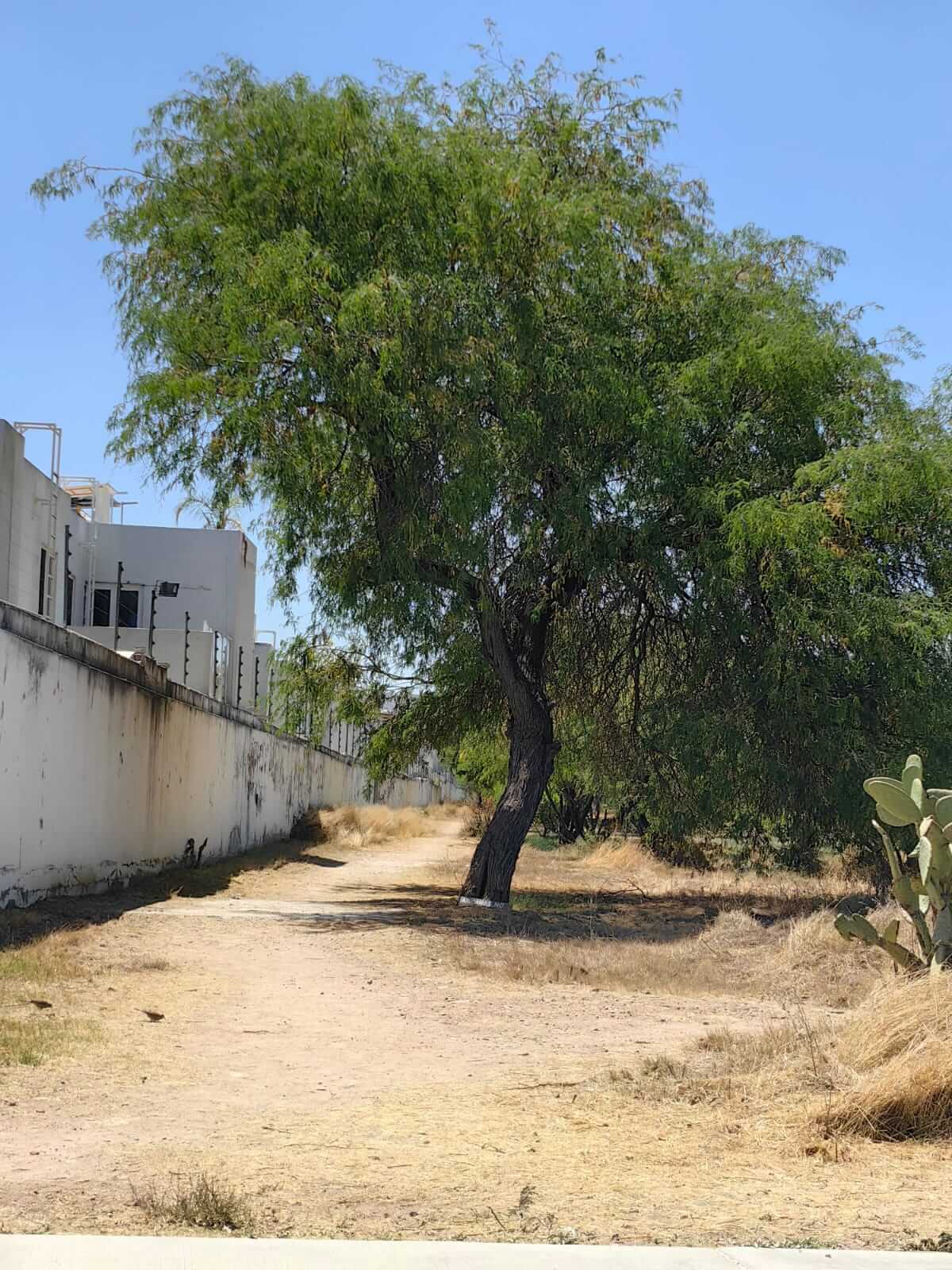 Bosque Urbano solicita a la FAO retire reconocimiento ciudad árbol a San Luis Potosí.