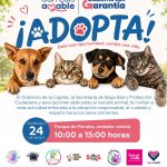 Gobierno de la Capital y asociaciones civiles impulsan Jornada de Adopción Responsable en favor del bienestar animal