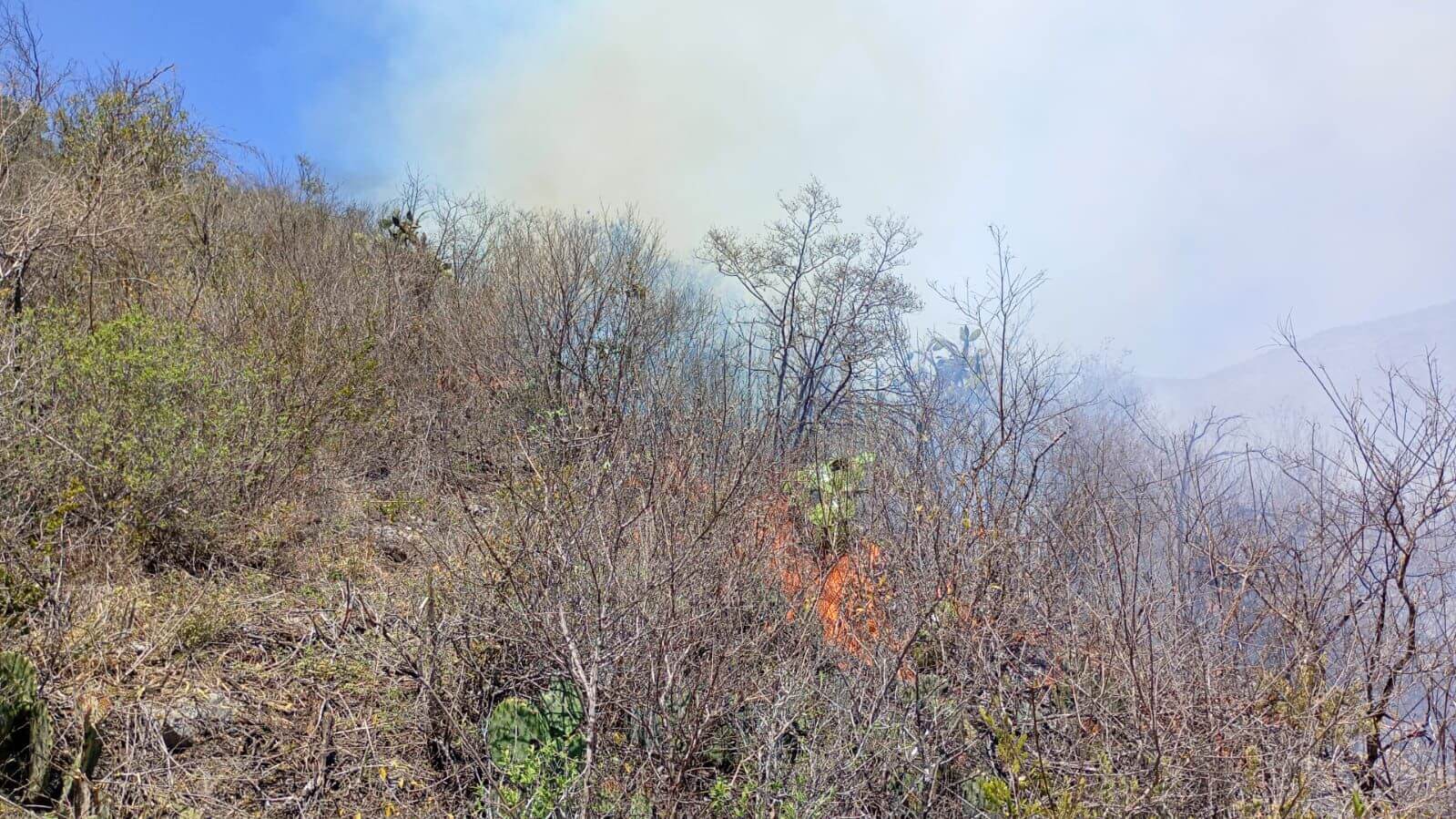 Estado responde de inmediato a incendio forestal en Ciudad del Maíz