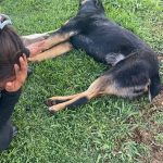 Alcalde de Soledad promete reforzar protección animal y abrir diálogo con colectivos