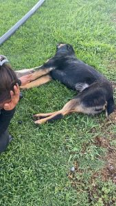 Indignación por presunto maltrato animal en Cerro de San Pedro