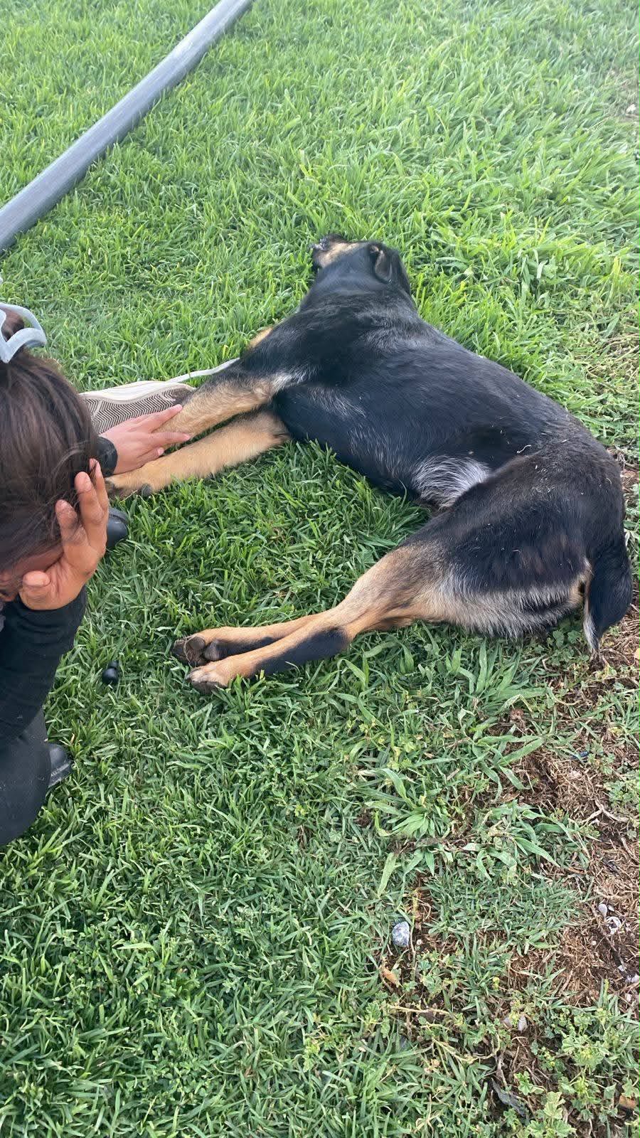 Indignación por presunto maltrato animal en Cerro de San Pedro
