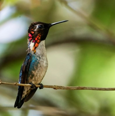 "La Casa de los Colibríes": El refugio improvisado del ave más pequeña del mundo en Cuba