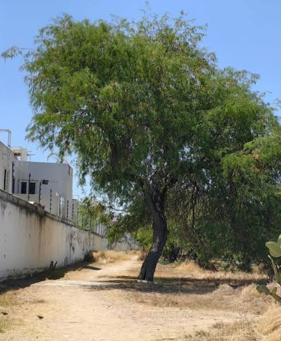 “No son terrenos aislados”: vecinos buscan tumbar en el Congreso la subasta de Galindo por afectaciones ambientales