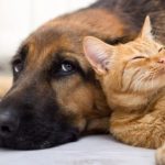 Congreso de Colombia aprueba ley que castiga el abuso sexual de animales con penas de cárcel no excarcelables