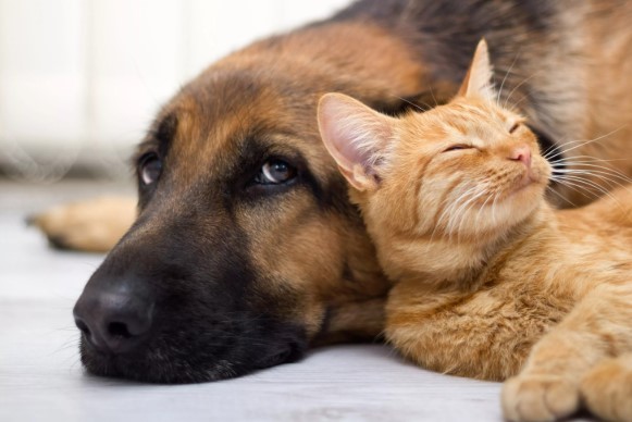 Congreso de Colombia aprueba ley que castiga el abuso sexual de animales con penas de cárcel no excarcelables