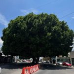 La ciudad de los árboles… y de los amparos por áreas verdes: la otra cara de la “Ciudad Árbol”