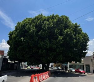 La ciudad de los árboles… y de los amparos por áreas verdes: la otra cara de la “Ciudad Árbol”