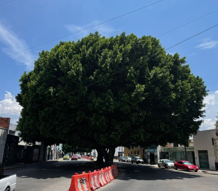 La ciudad de los árboles… y de los amparos por áreas verdes: la otra cara de la “Ciudad Árbol”