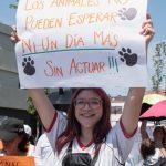 ¿Muy enfermo para enfrentar al juez? Rechazan justificante del imputado por el caso la perrita asesinada Laika
