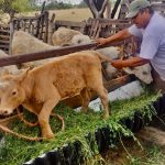 Villa de Pozos refuerza acciones preventivas contra el gusano barrenador del ganado