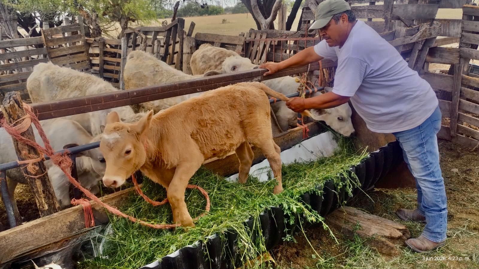 Villa de Pozos refuerza acciones preventivas contra el gusano barrenador del ganado