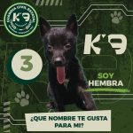 Gobierno estatal invita a elegir los nombres de los nuevos integrantes del agrupamiento K9
