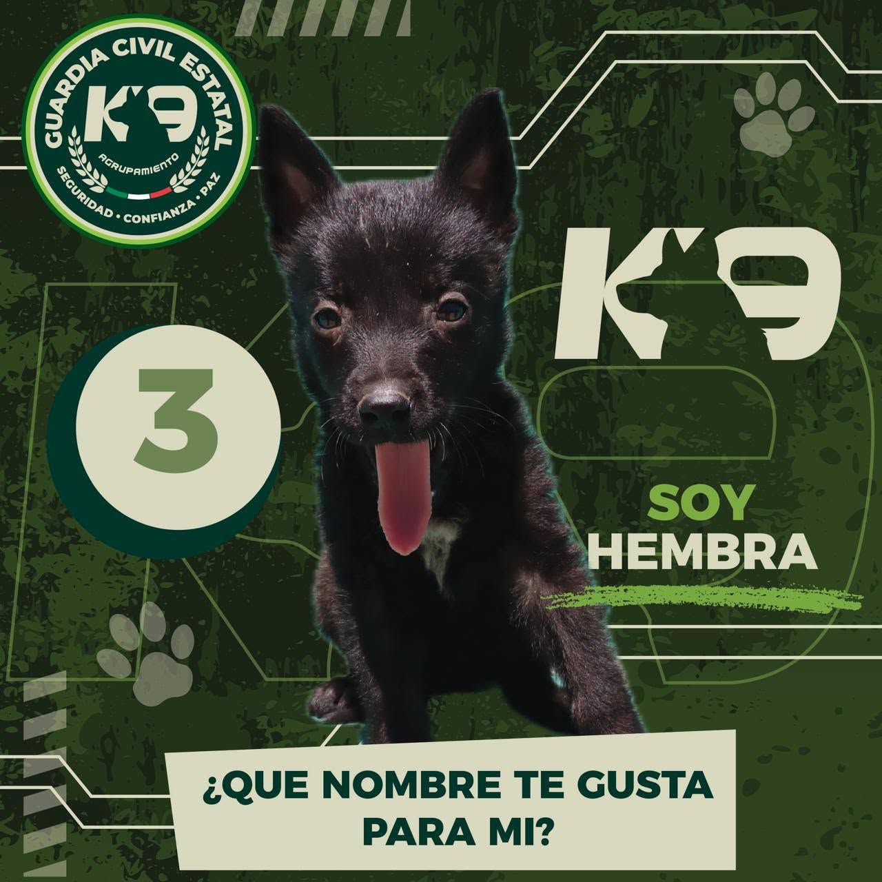 Gobierno estatal invita a elegir los nombres de los nuevos integrantes del agrupamiento K9