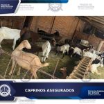 Policía de investigación localiza y asegura 13 caprinos por probable abigeato
