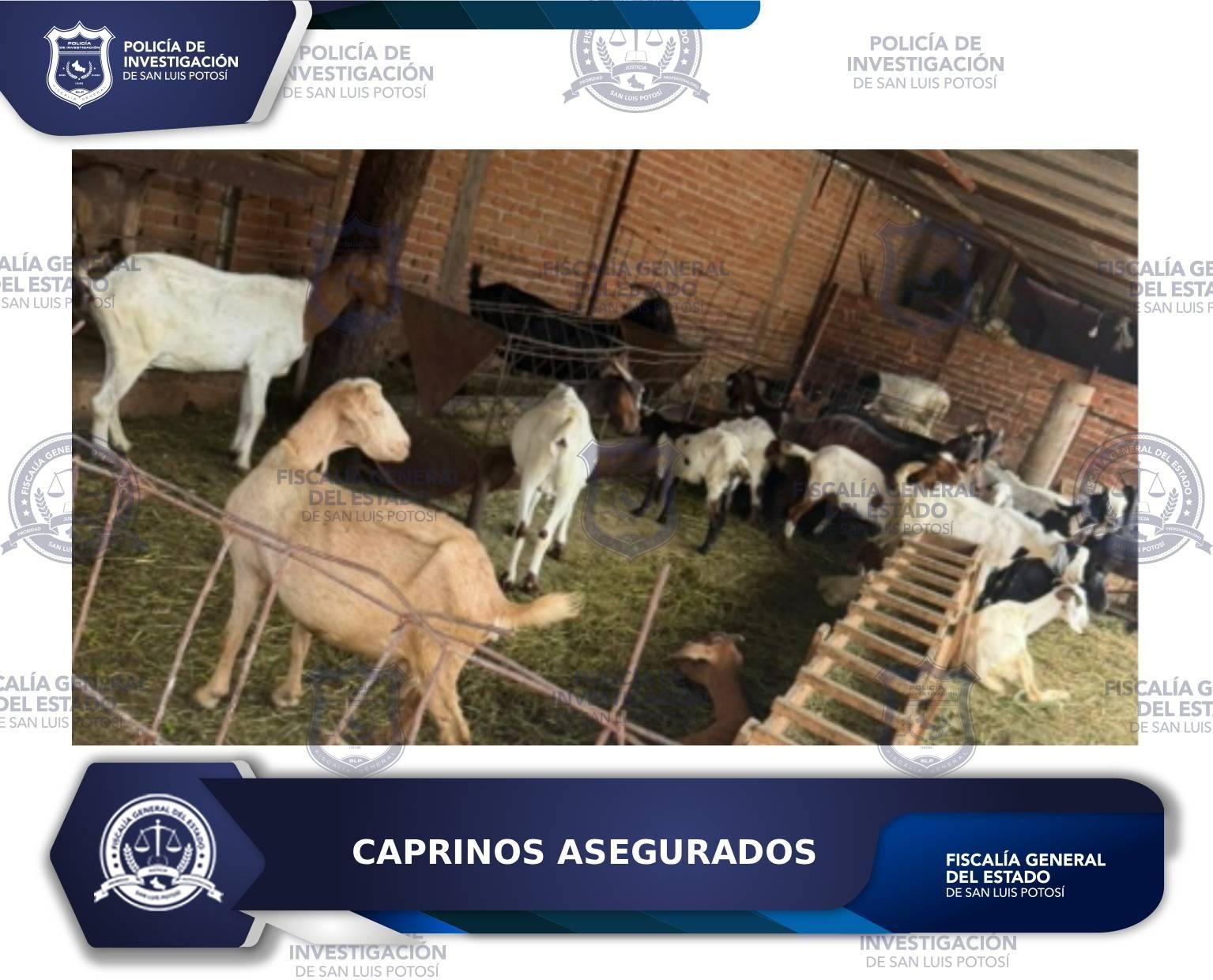 Policía de investigación localiza y asegura 13 caprinos por probable abigeato