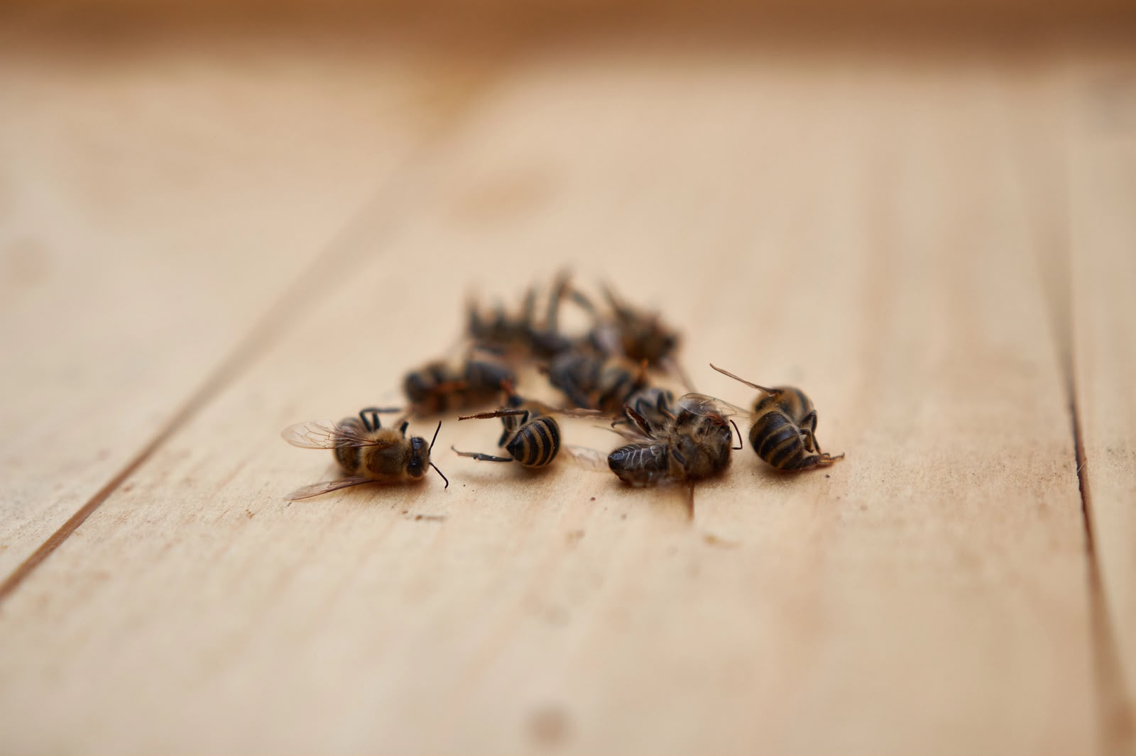 UASLP- CIATEJ impulsan investigación sobre mortandades de abejas por plaguicidas en México