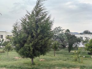 Tres amparos le ponen freno a Galindo: vecinos van por protección definitiva de puerta de piedra 