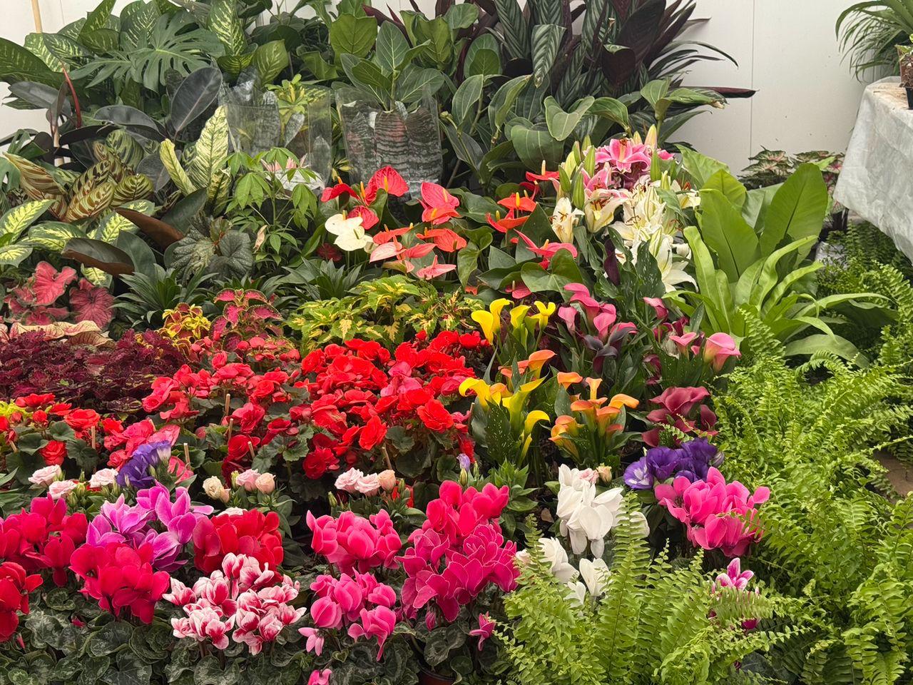 🌸🌱 ¡Estreno floral! La FENAPO 2026 estrena su Feria de las Flores Treinta viveristas de Puebla, Cuernavaca, Acapulco y municipios potosinos se instalaron en Tierra Ganadera para ofrecer árboles frutales, cactus, rosales, suculentas y macetas de artesanos a excelentes precios. El espacio cuenta además con asesoría experta para el cuidado de tus plantas. #FENAPO2026 #FeriaDeLasFlores #SanLuisPotosi #NoticiasSLP