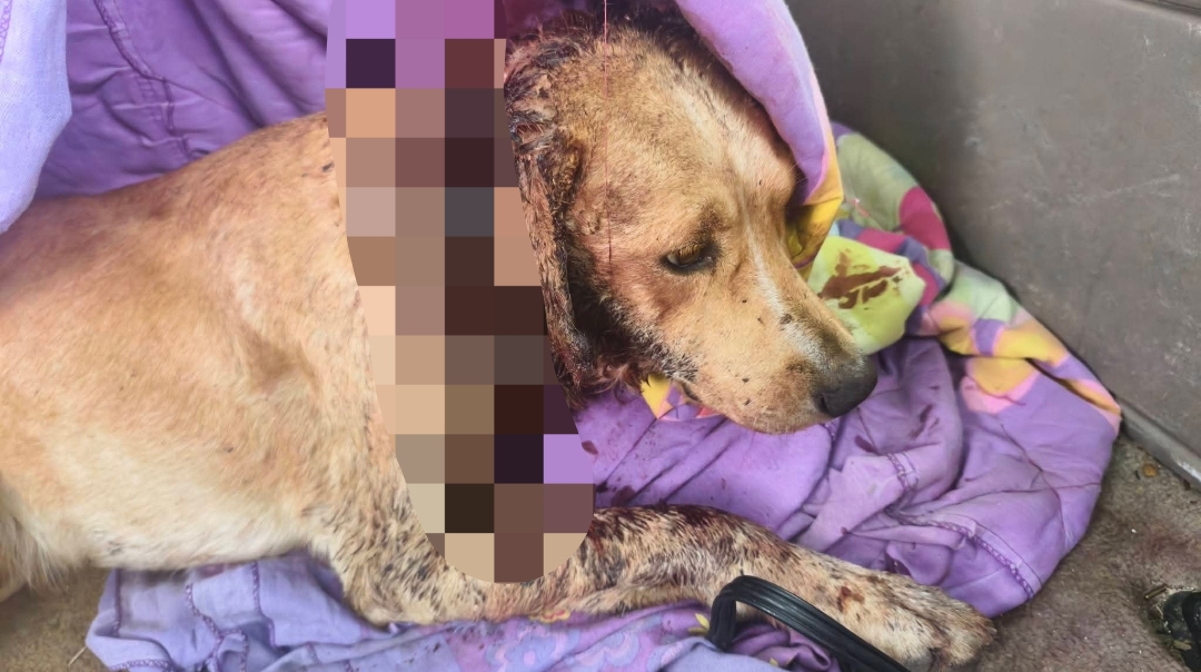 Denuncian presunta agresión contra perros en Santo Tomás, San Felipe y El Terremoto; piden localizar al responsable